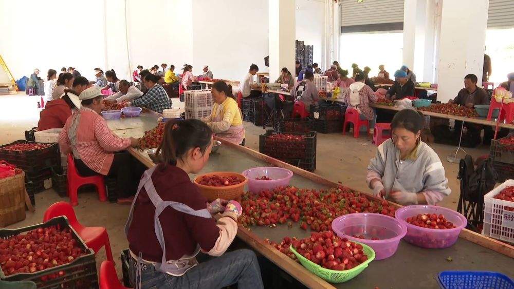 新华视点｜一地一特色 产业促振兴