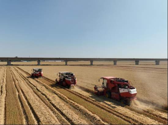 山东麦收第一线丨“良种田”里产好粮