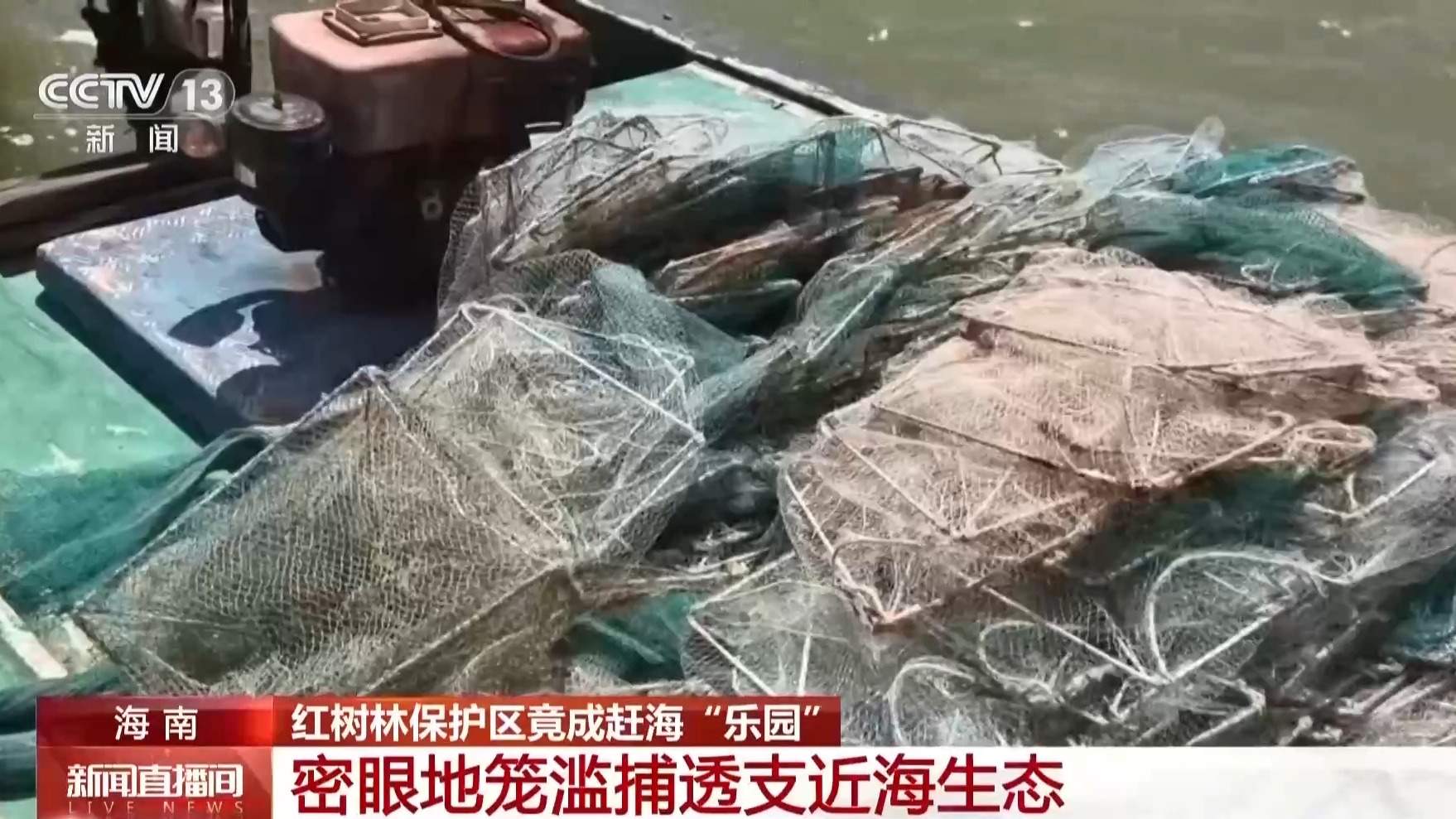 地笼泛滥 红树林保护区竟成赶海“乐园”!记者调查