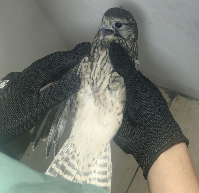 “我发现一只受伤的鸟”济南一市民发现国家二级保护动物红隼