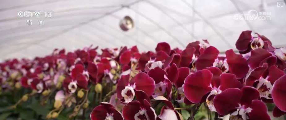 生鲜果蔬、年宵花卉、特色美食齐上阵 节前消费新图景活力涌动