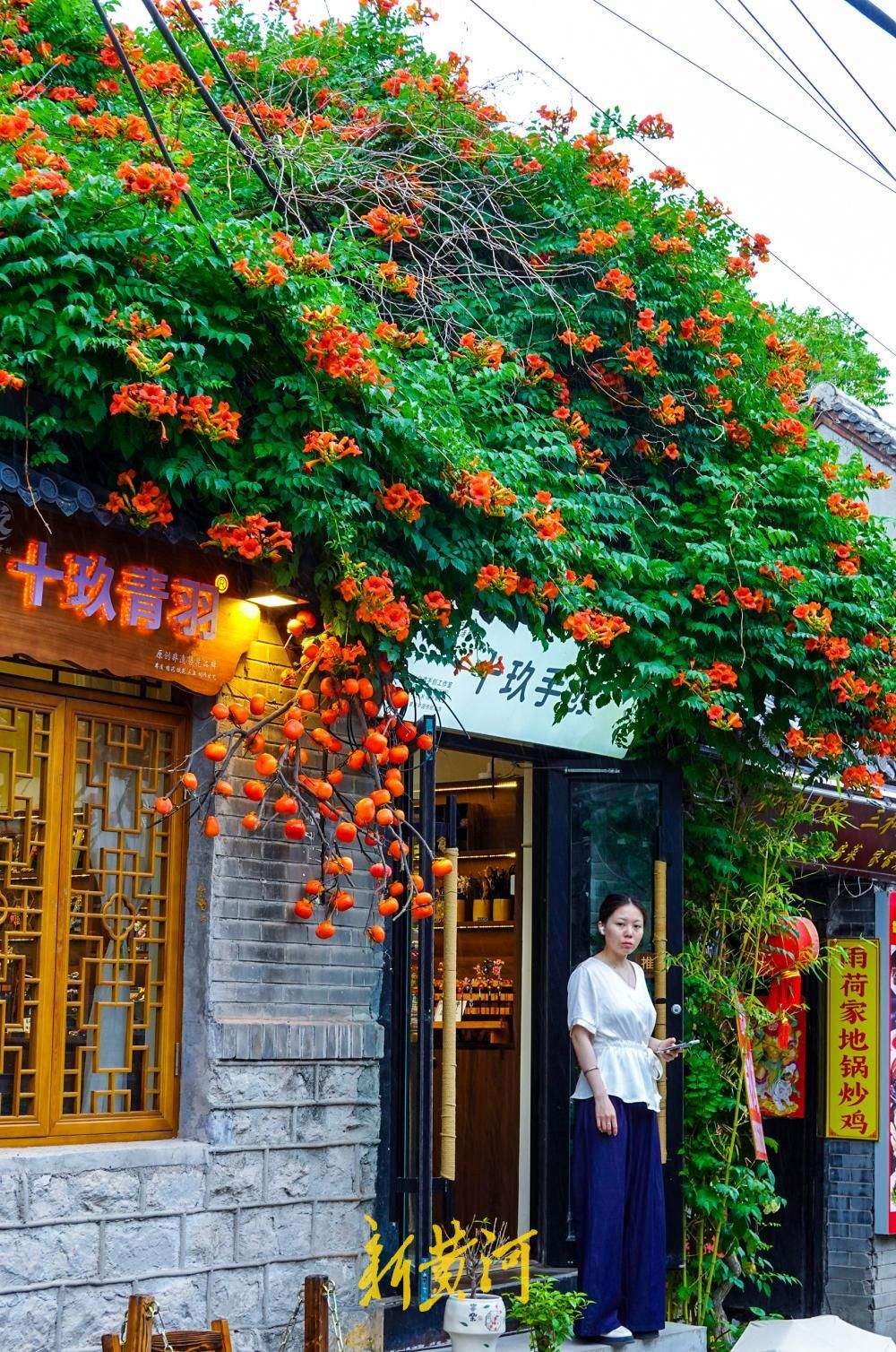 济南明府城老街巷凌霄花开满墙头，为老济南增添一份诗意