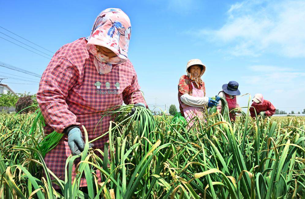 “免费抽蒜薹”走红背后