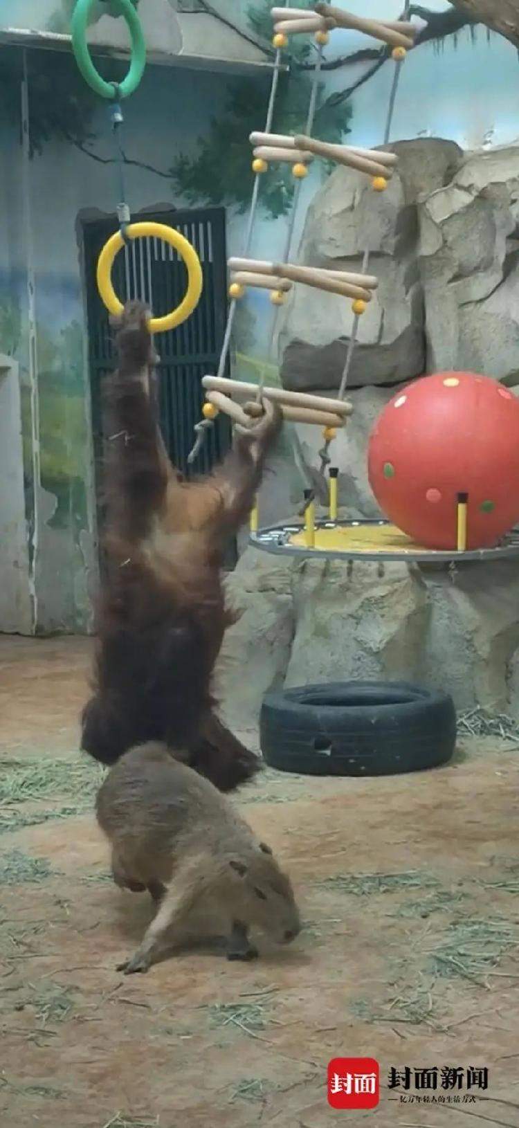 拎、拖、拽！水豚在动物园与猩猩混养遭欺凌？官方回应