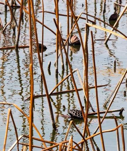 风拂大明湖，残荷蕴生机