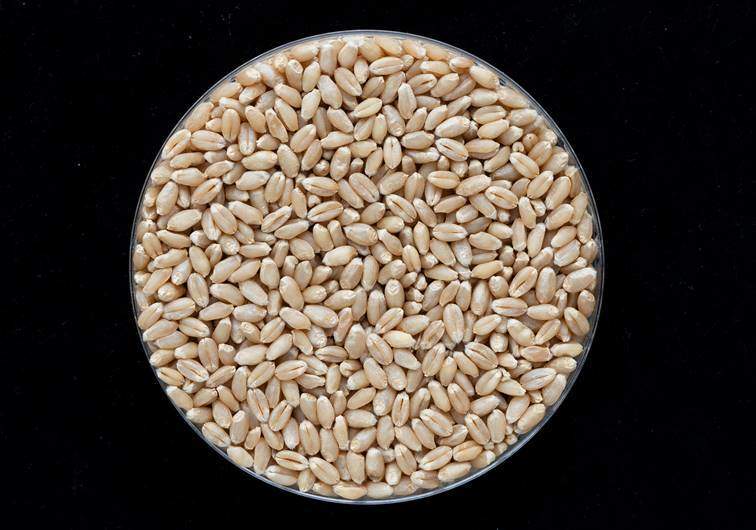 全球首次！山东省农科院用黑麦“爸爸”育出小麦新品种“济麦61”