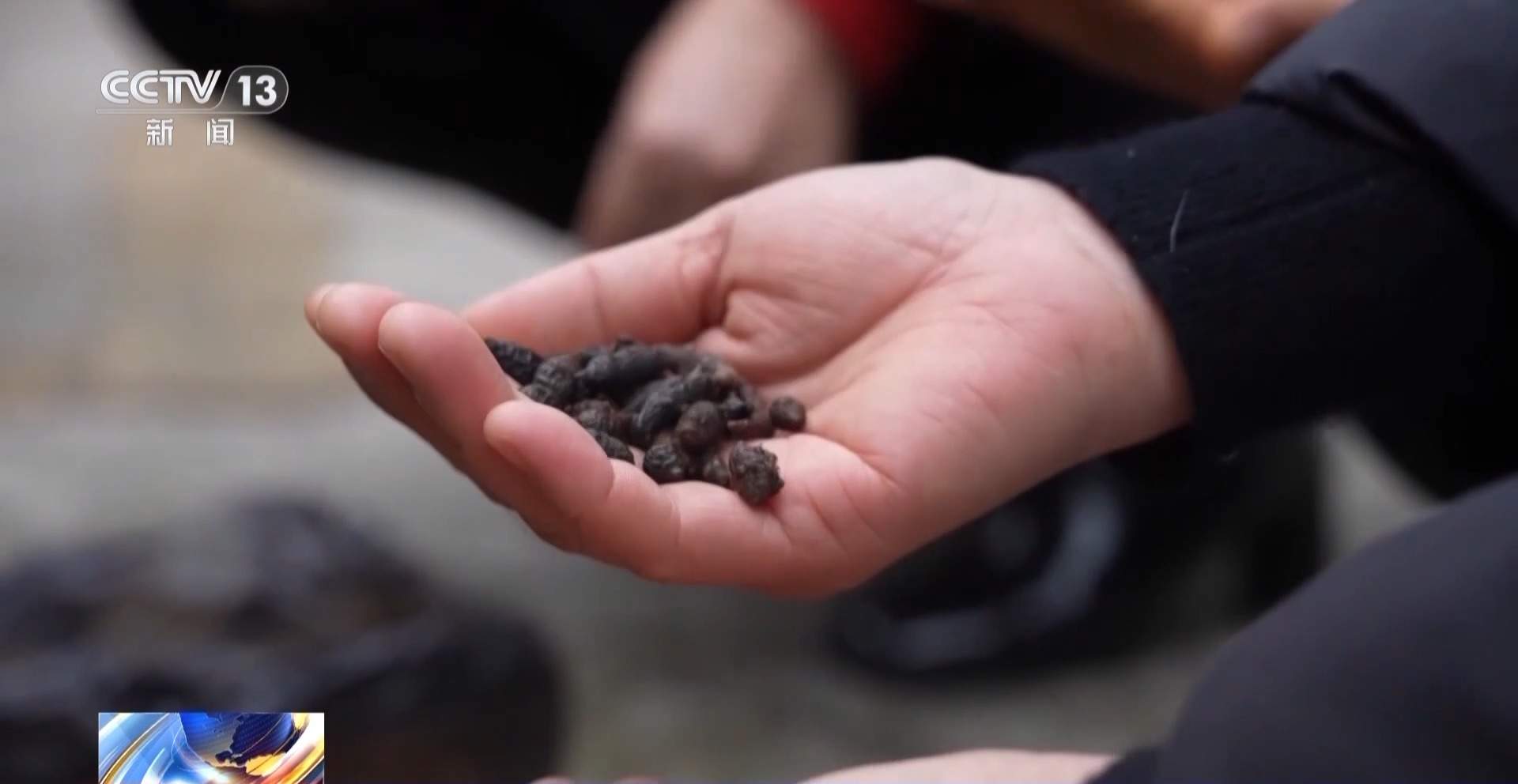 给廉价草药起名“黑虫草”“海底椰”高价卖 一诈骗团伙落网