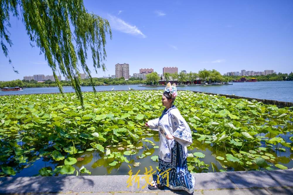 绿云遮暑、荷风送香，大明湖第一波荷花正含苞待放
