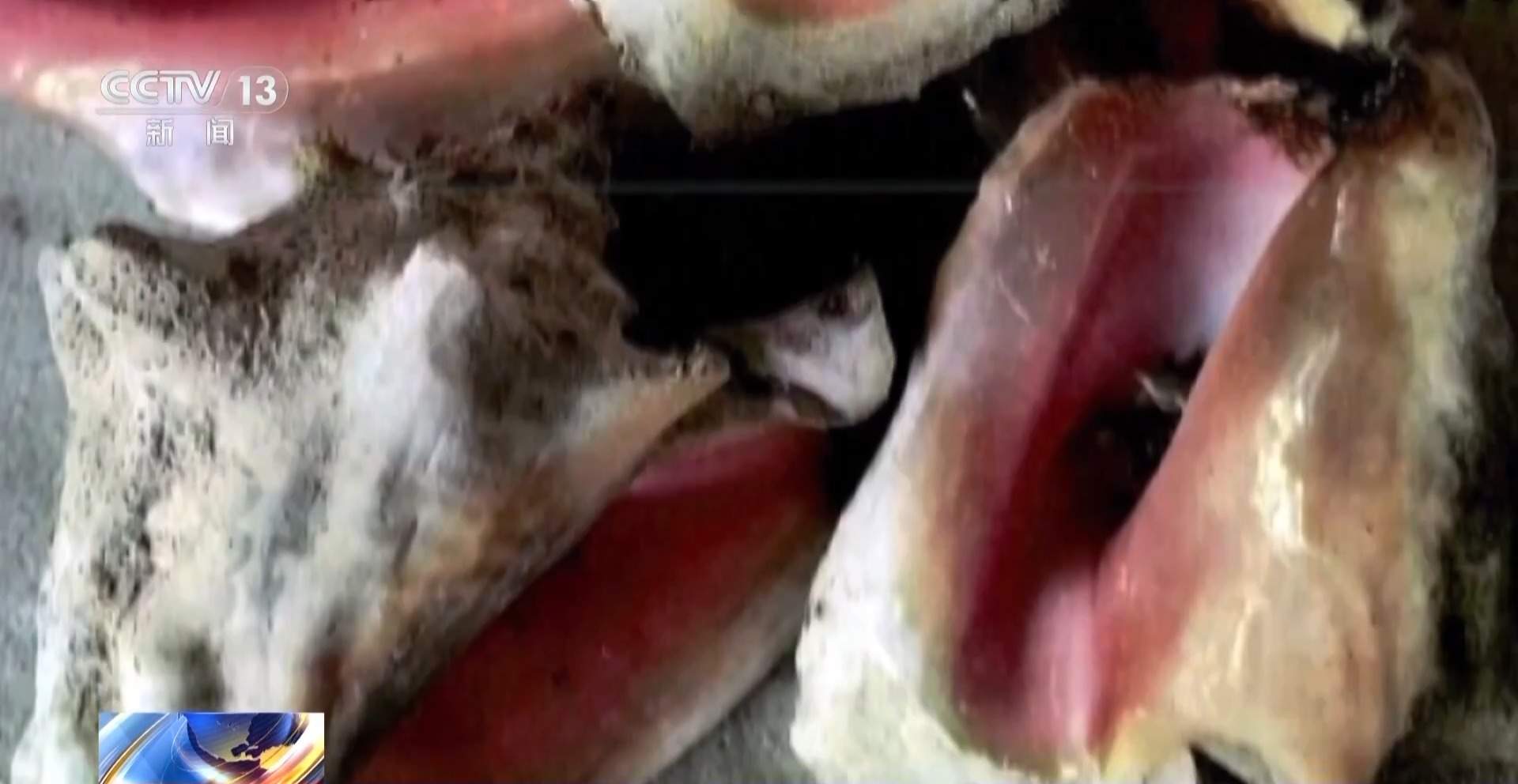 装饰品变成“洋垃圾”？进口近11吨贝壳被罚款50万元