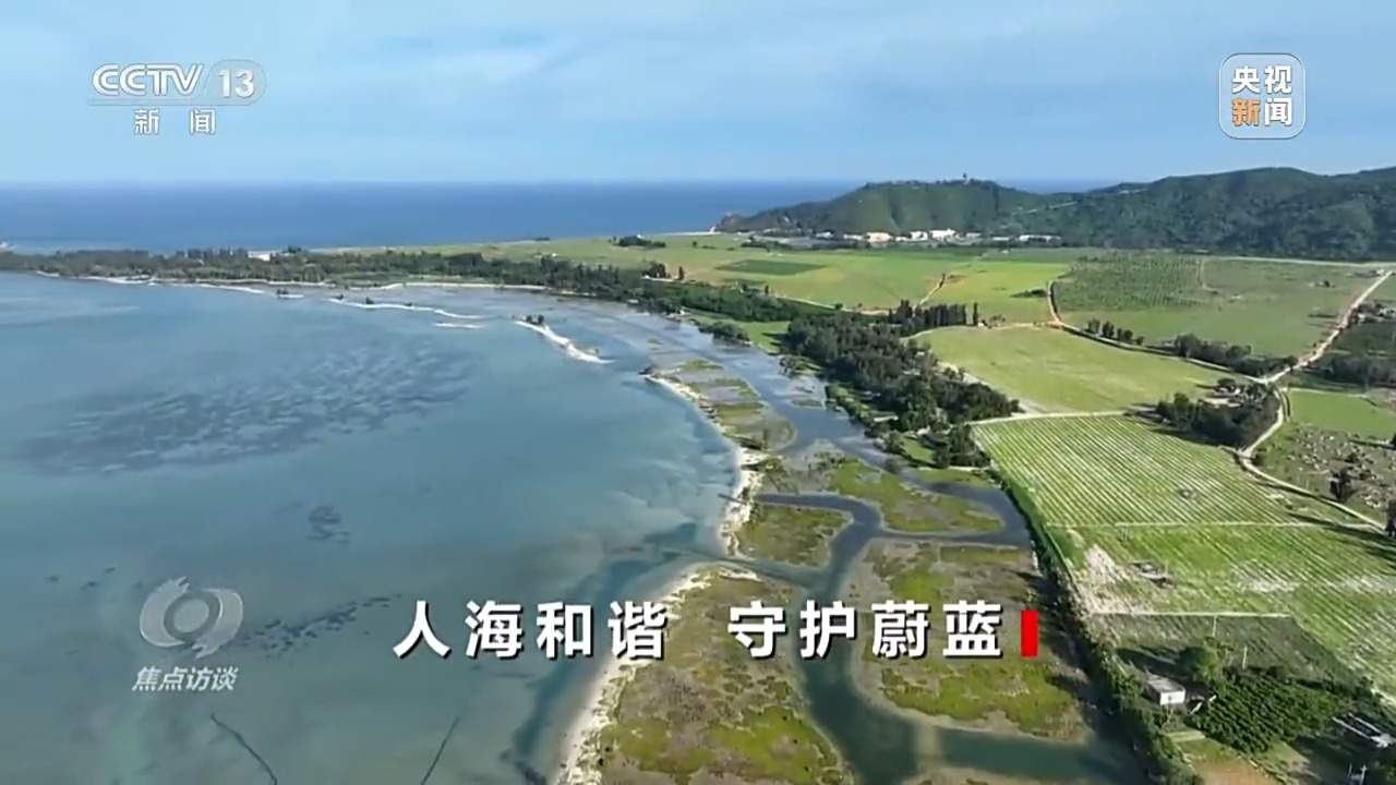 焦点访谈丨保护海洋生态 守好人海和谐的蓝色家园