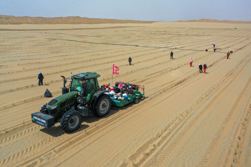 新疆：“乔、灌、药”立体织密绿色屏障 沙产业助力绿富同兴