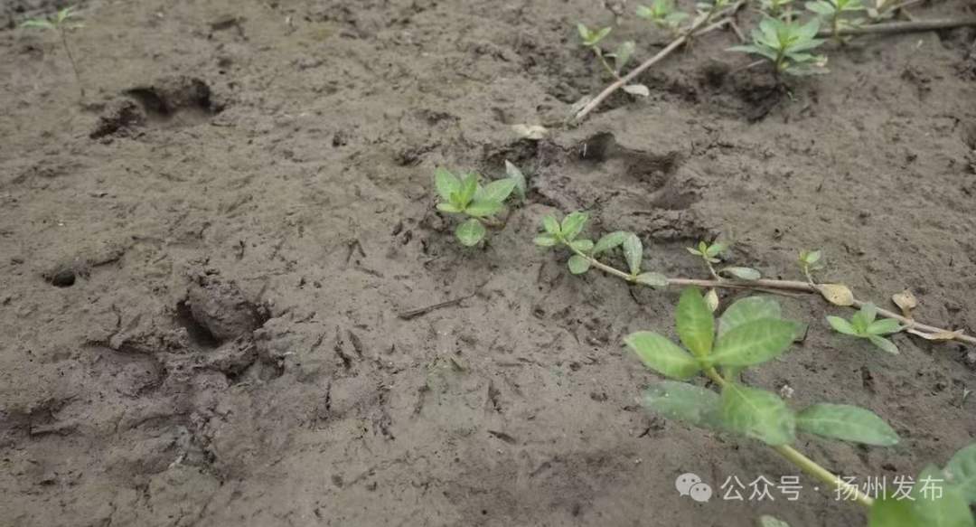 扬州出逃54天的卡皮巴拉“豆包”现身！抓捕专班人员：它想家了