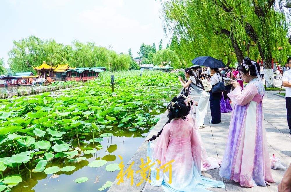 大明湖畔荷花竞相绽放,变身网红打卡点