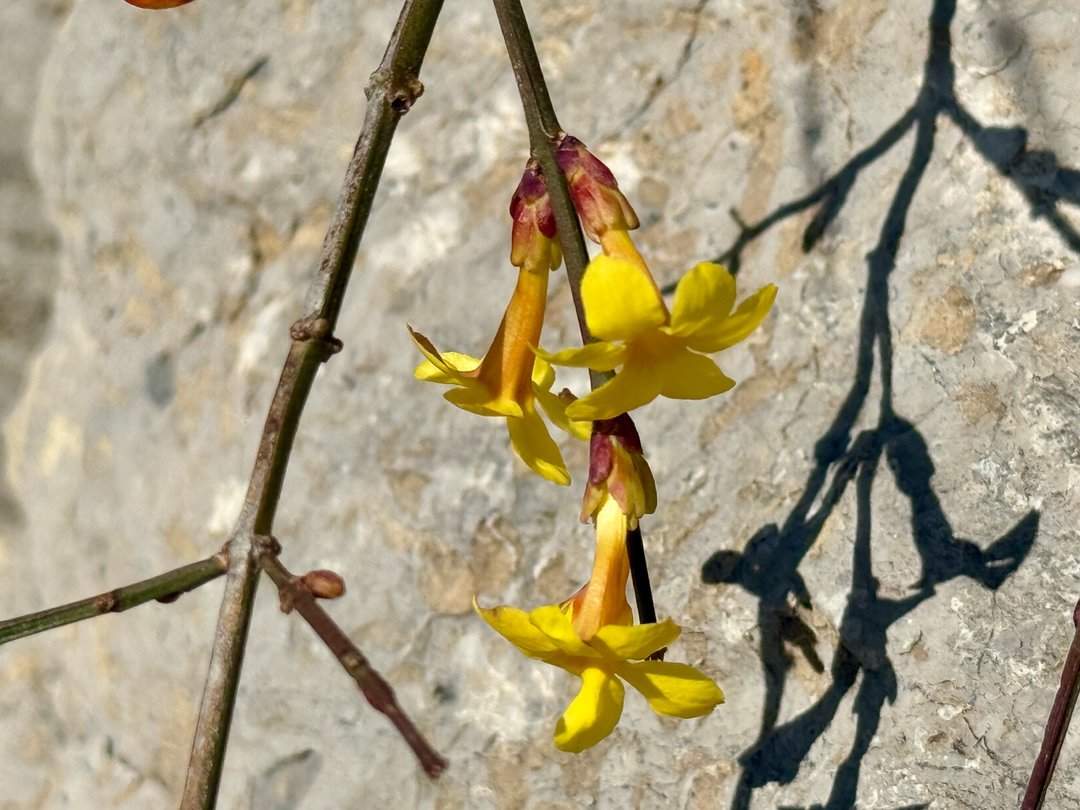 济南洪山：立春时节迎春黄