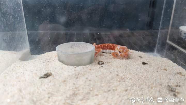 外形奇特、饲养简单，异宠带给年轻人不一样的饲养体验