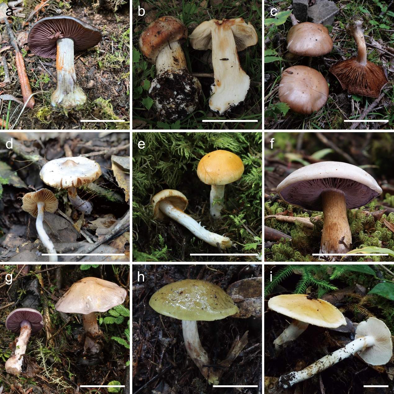 新物种一次性20+！在云南这座大山