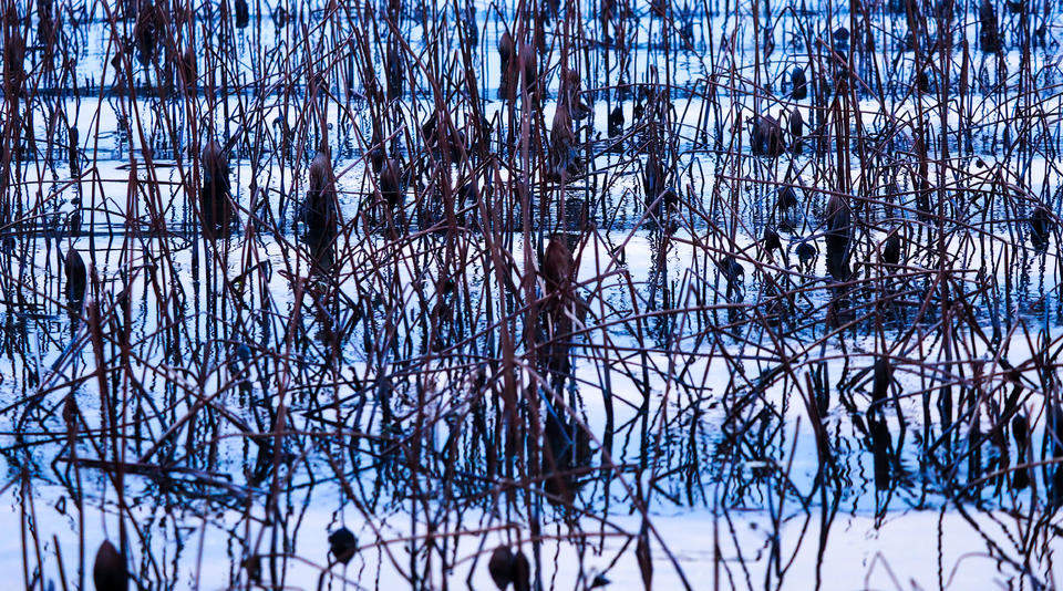 风拂大明湖，残荷蕴生机