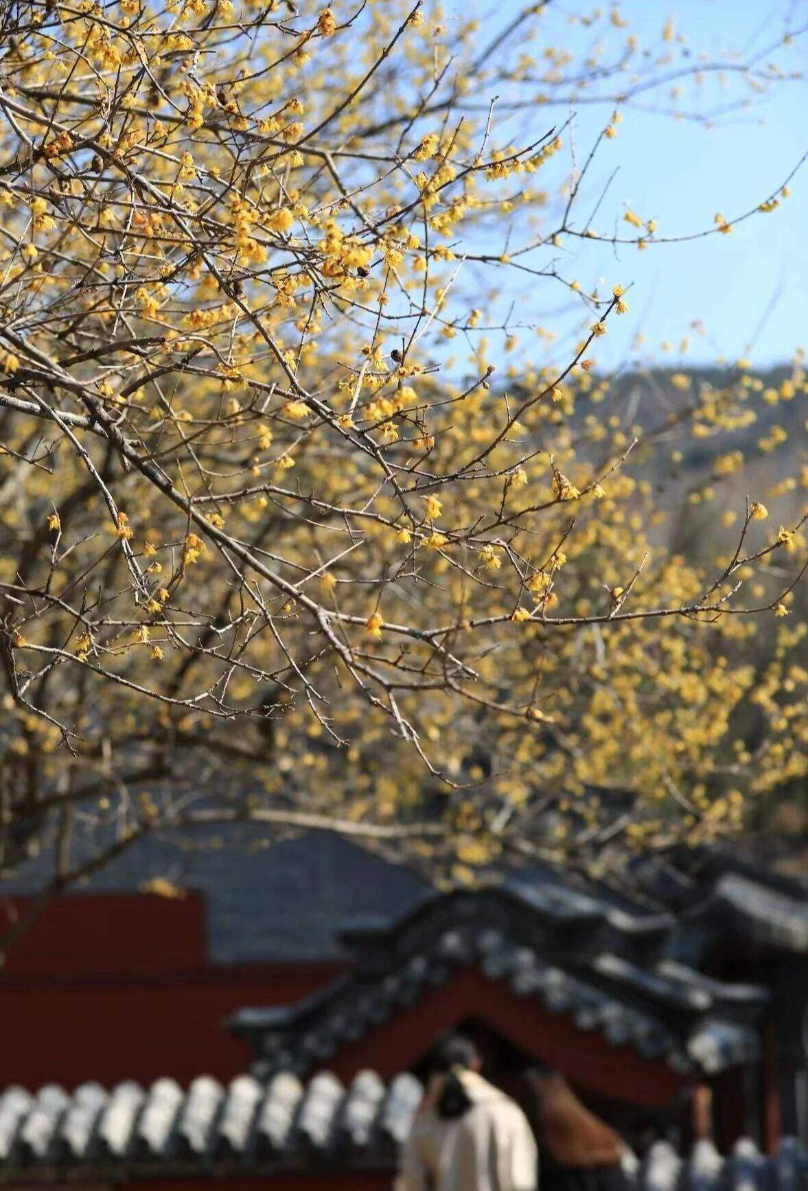 春入泰山普照寺