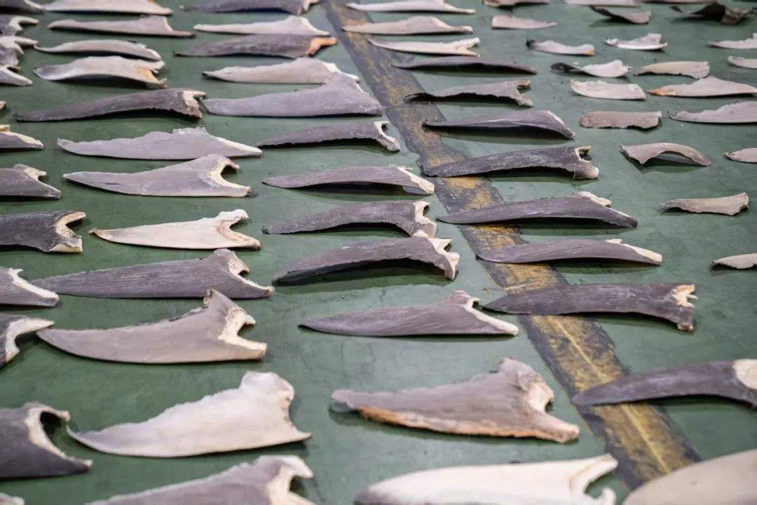 402片濒危鲨鱼翅进境有异味被查