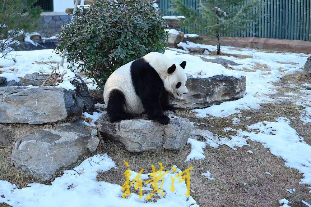 济南雪后初霁 大熊猫雅吉踏雪嬉戏引游人驻足