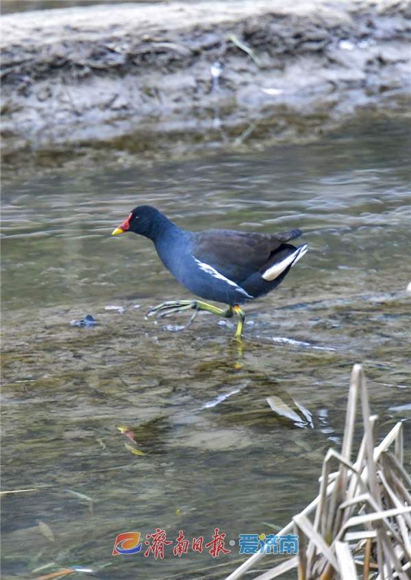 水中珍禽黑水鸡，冬日栖息济南腊山河 