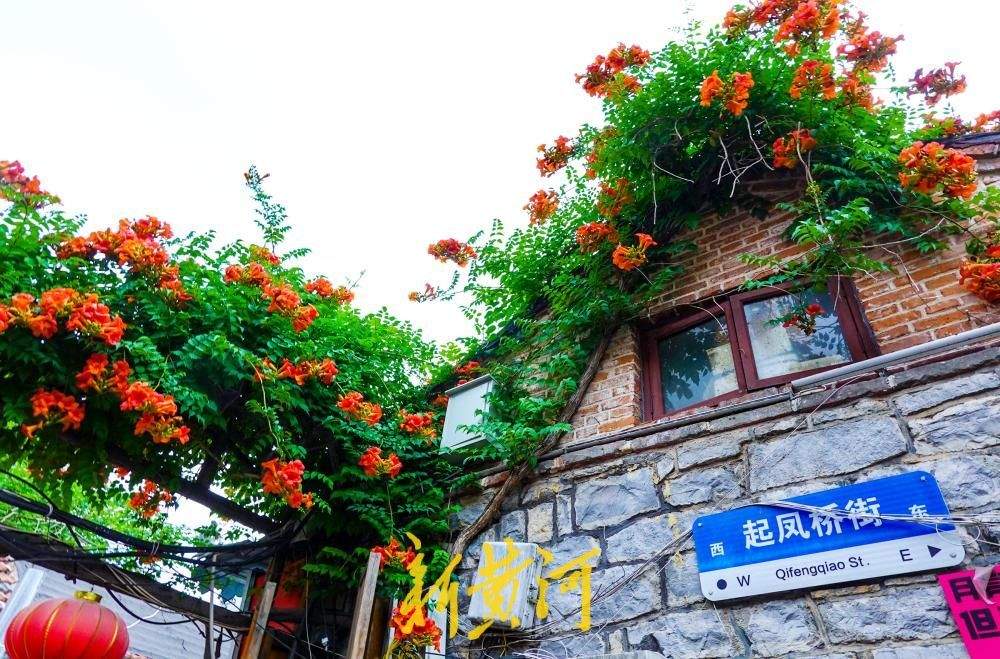 济南明府城老街巷凌霄花开满墙头，为老济南增添一份诗意