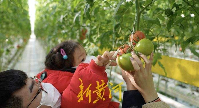 济南这座农场里的西红柿“飞”在18米高空，还是吸碳“小能手”