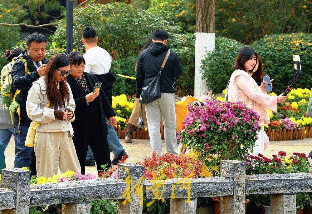 多彩菊花绽放趵突泉畔，扮靓初冬泉城