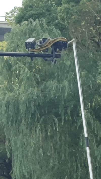 武汉江滩大蛇爬上监控杆 专家：蛇在高处避水属应激反应