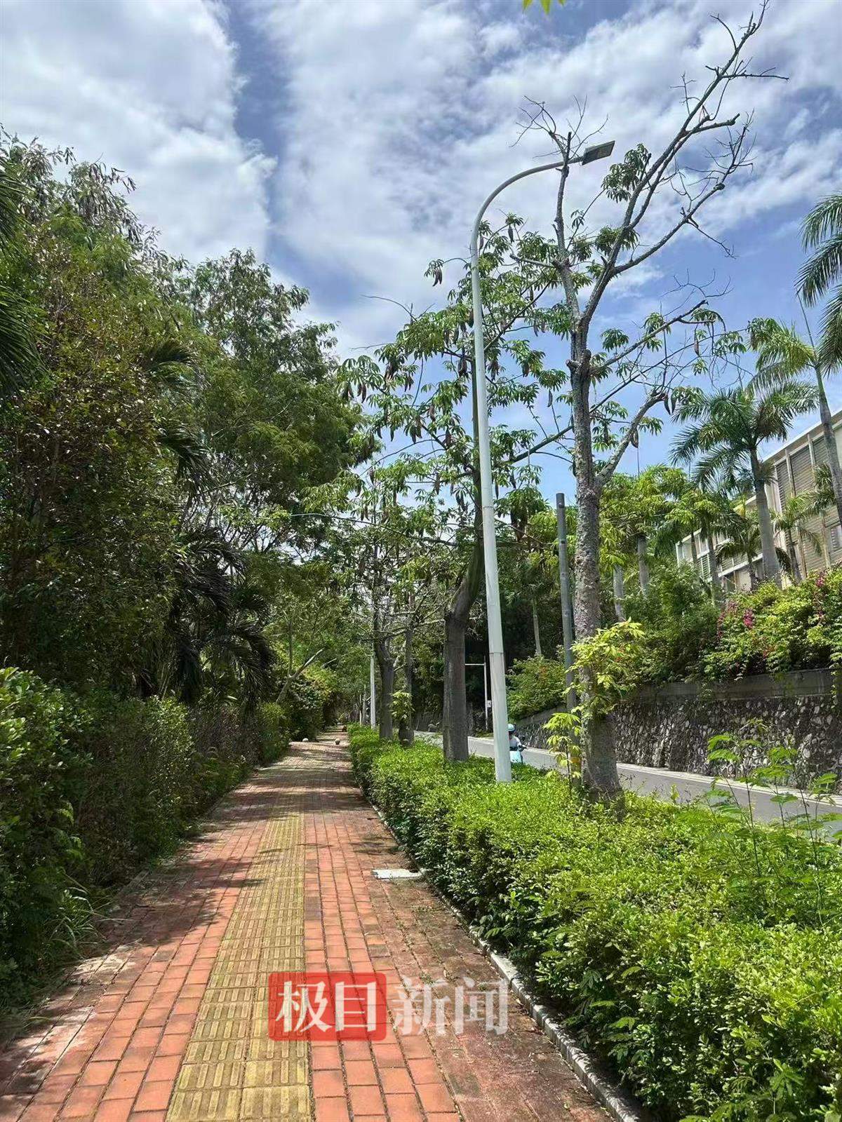 疑被蛇咬伤身亡女子表弟发声：被咬地系三亚市区人行道，表姐已在新加坡申请读研