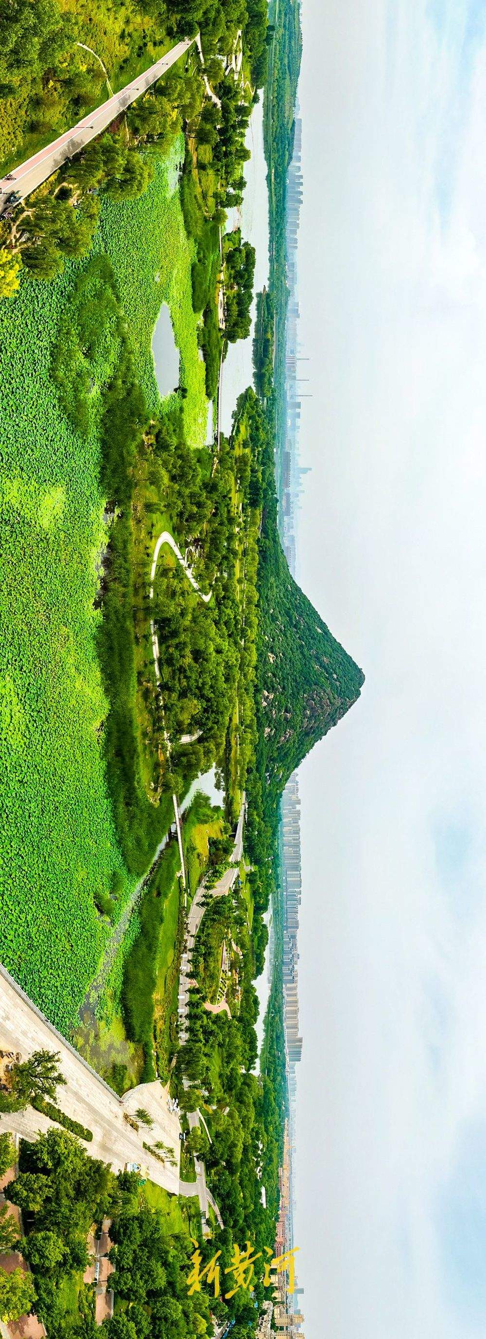 泉城荷香四溢 华山历史文化湿地公园步入最佳观荷季