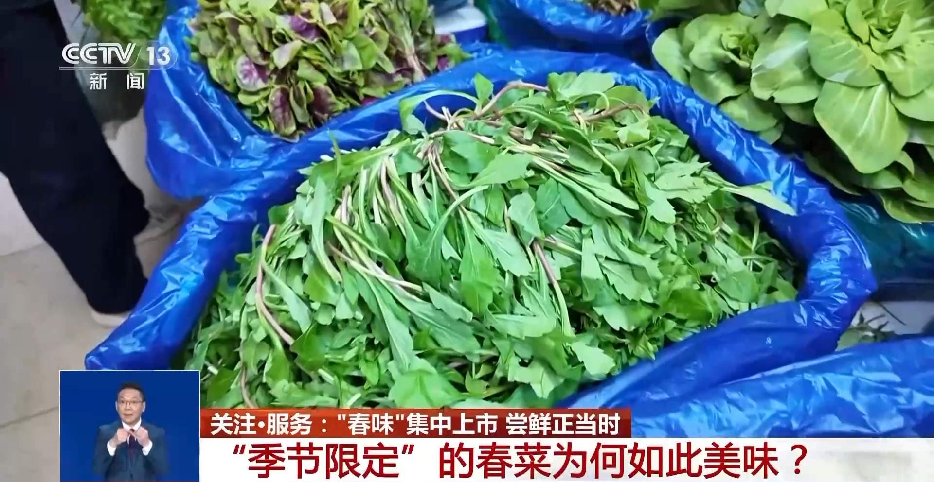 春天吃什么？这份春菜地图请查收