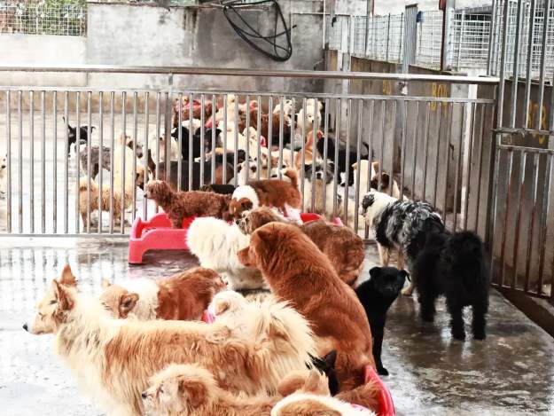 流浪动物救助的“毛细血管”：益禾堂五城六站公益行动纪实