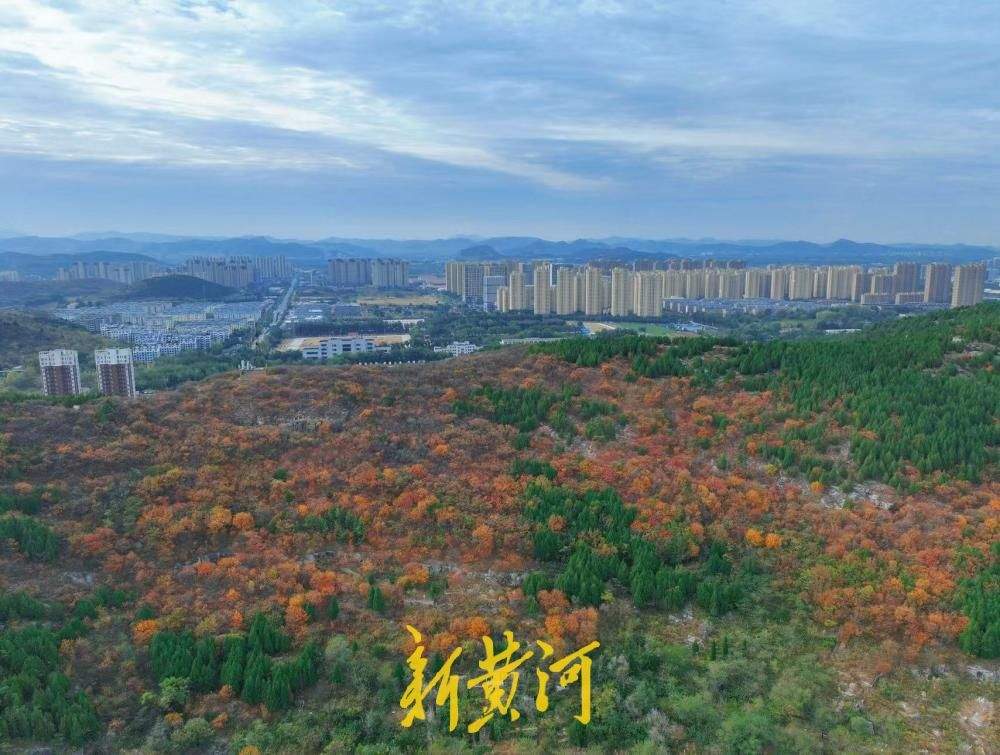 氛围感拉满！济南腊山公园解锁秋日限定色彩