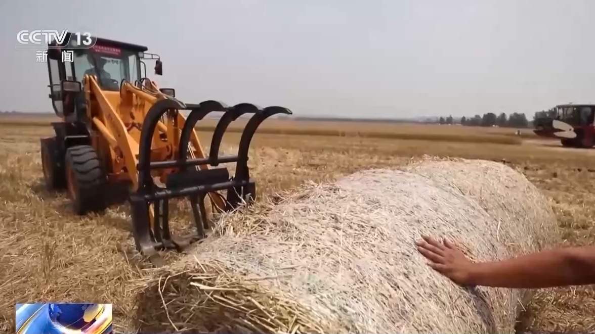 App预测小麦成熟度 农机联络点如“毛细血管”深入田间