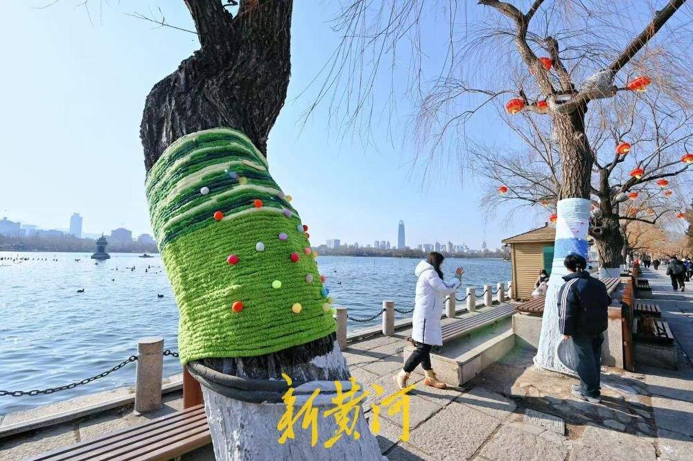 济南大明湖冬柳穿新衣！色彩斑斓织出多彩冬天