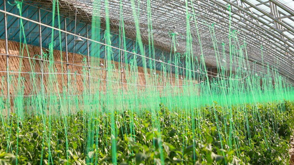 新华视点丨扎根乡土办实事 共筑和美新乡村