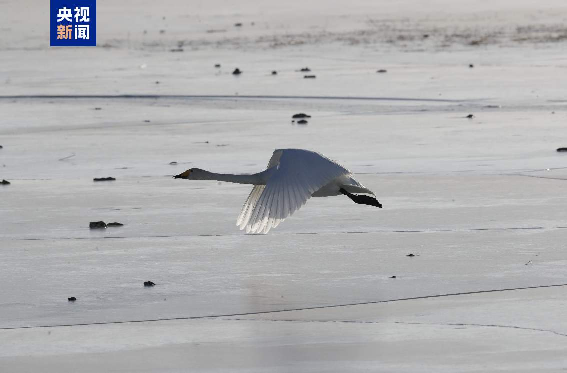 青海2025年越冬水鸟57298只 同比增长164.4%
