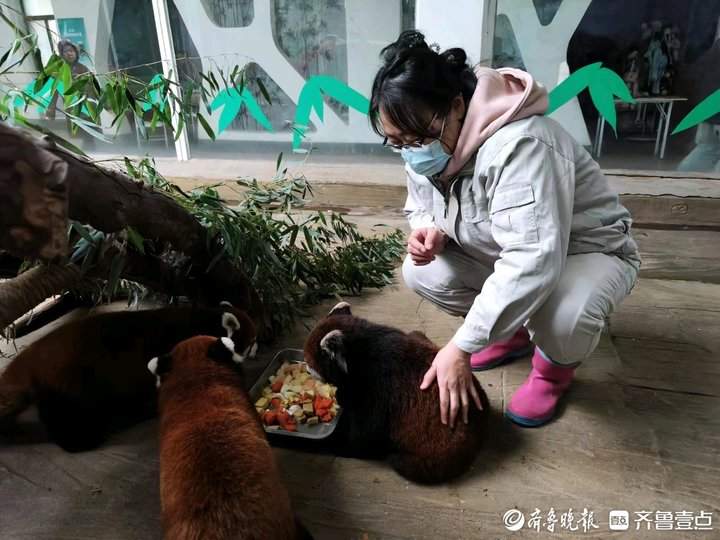 济南动物园最美“奶妈”花开一线