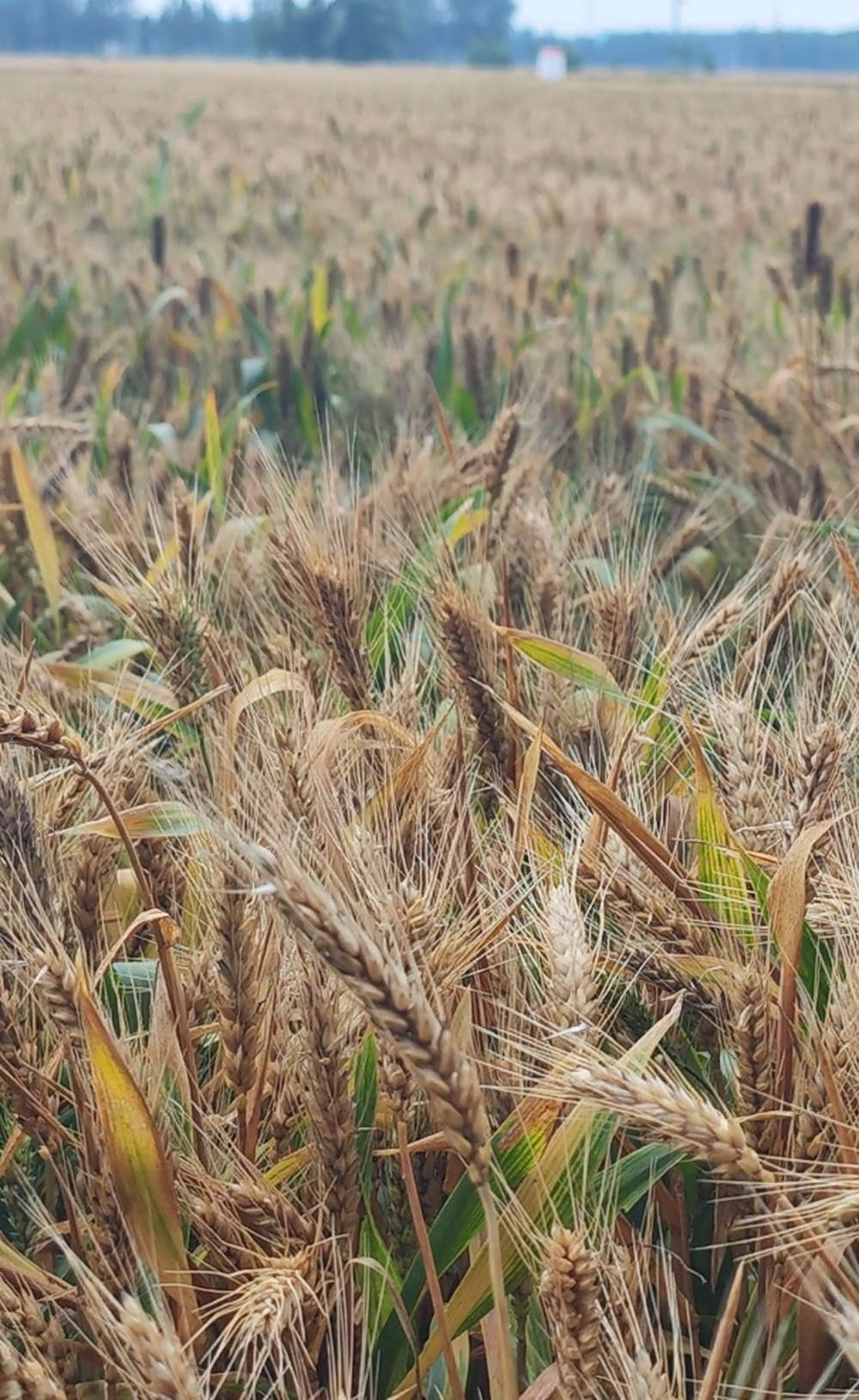 麦收突遇冰雹降雨如何应对？专家：倒伏地块切勿盲目扶直