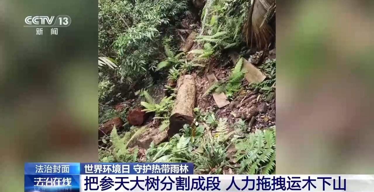 结伙徒步进山 多次在国家公园盗伐珍贵名木 26人被判刑