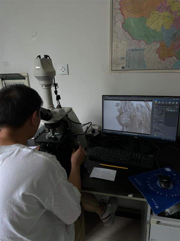 博士回应“苹果上长蘑菇”：可食用，具有较高药用价值