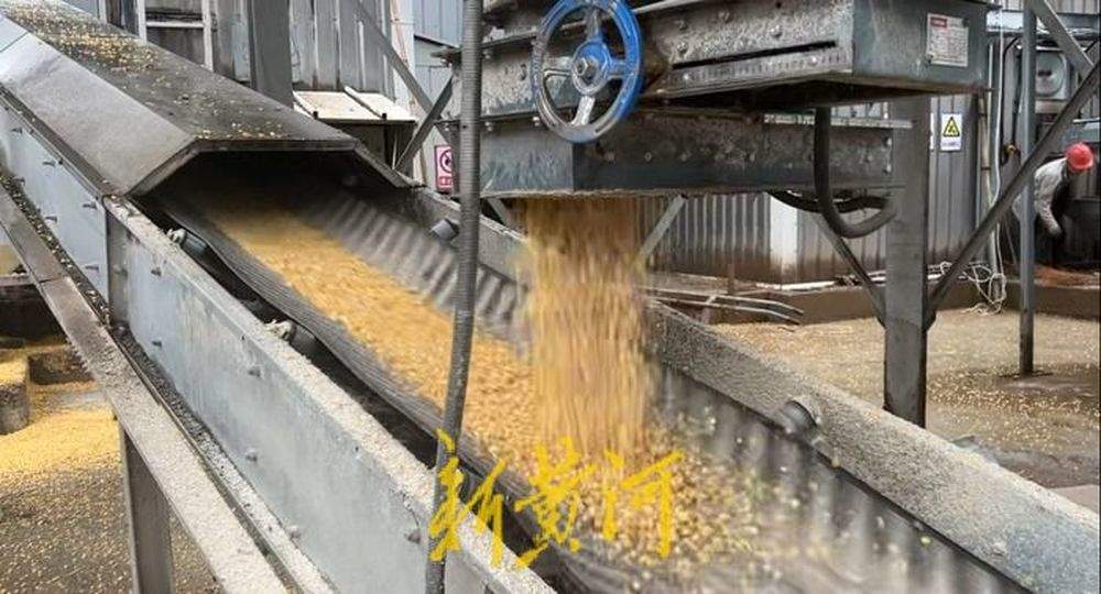 泉城秋收回望图丨技与保！烘干塔里的颗粒归仓