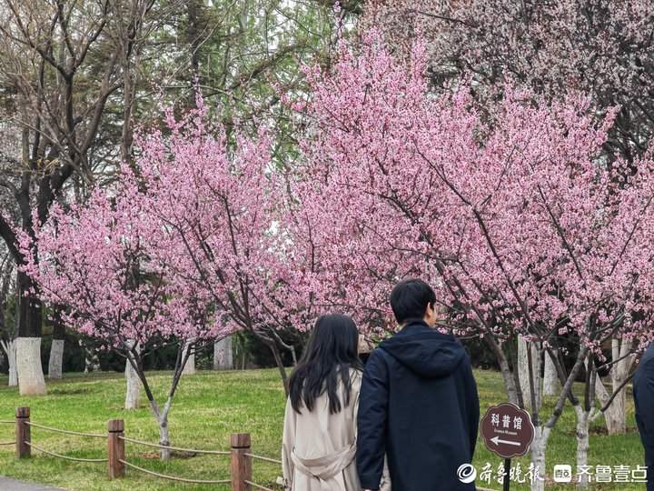 满园春色关不住，济南“赏花经济”迎来热潮