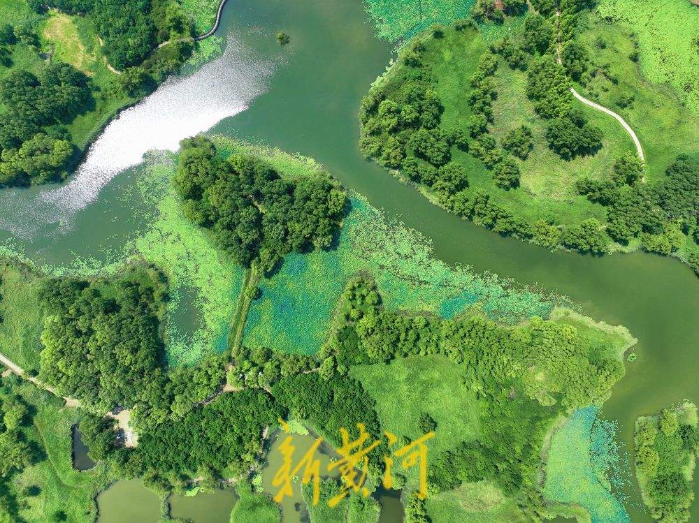 一年四季 泉在济南丨济西湿地“荷柳相伴” 碧连天