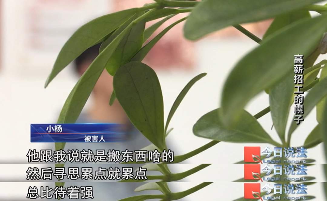 为了骗你的385元“保险费”，他们居然真给你找了份工作……
