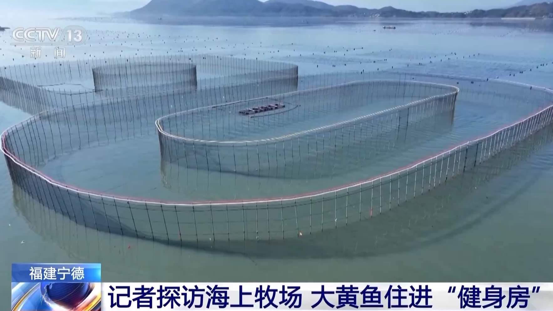 在这座海上牧场,大黄鱼住上“健身房”