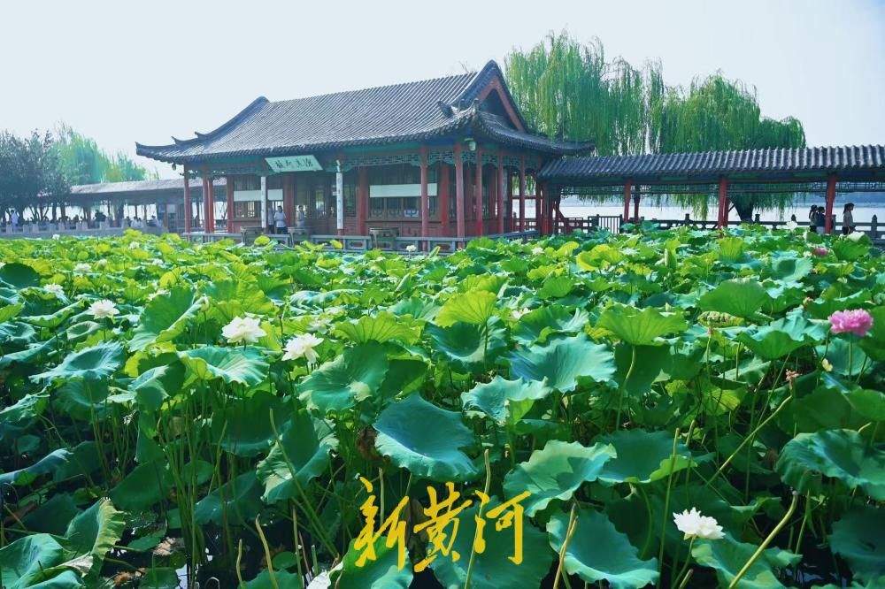 一池荷景映古亭，大明湖畔小沧浪亭荷塘美出圈