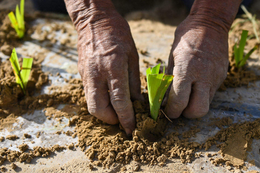 新疆：“乔、灌、药”立体织密绿色屏障 沙产业助力绿富同兴