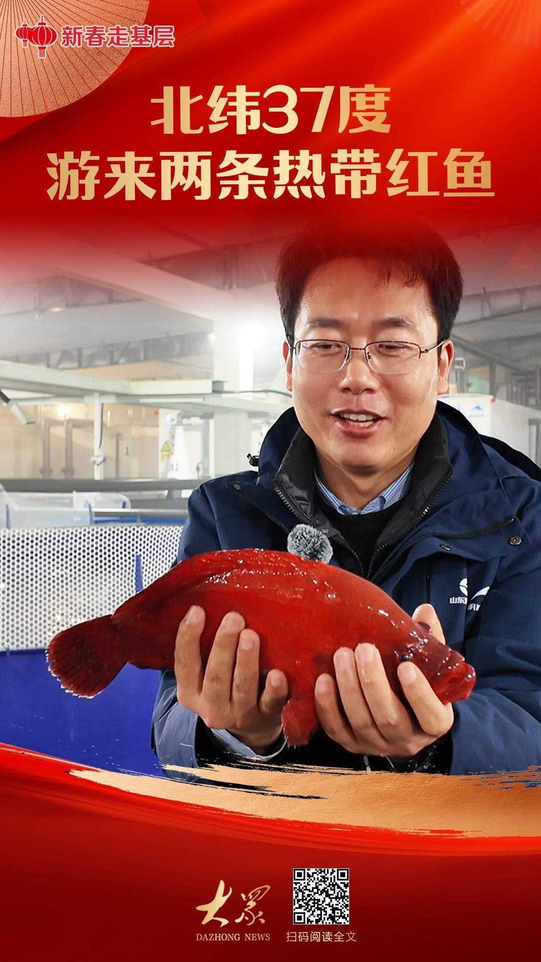 新春走基层丨北纬37度游来两条热带红鱼